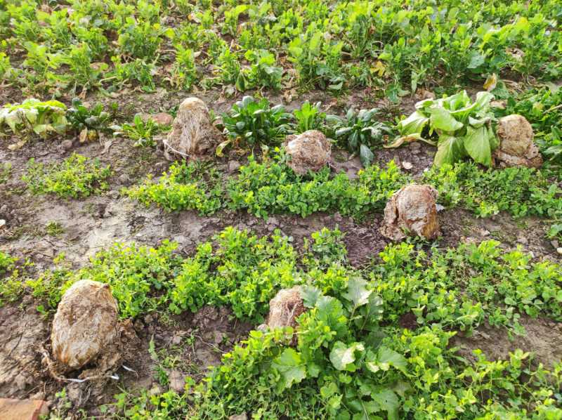 韩国大白菜贵的原因是不能从中国进口