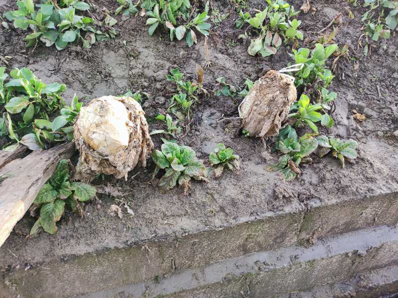 韩国大白菜贵的原因是不能从中国进口