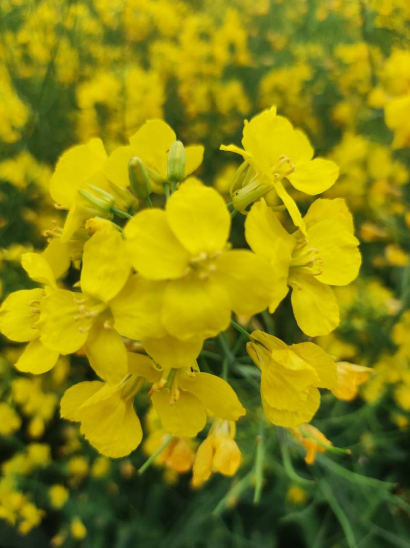 家里房前田间的油菜花坚韧而顽强
