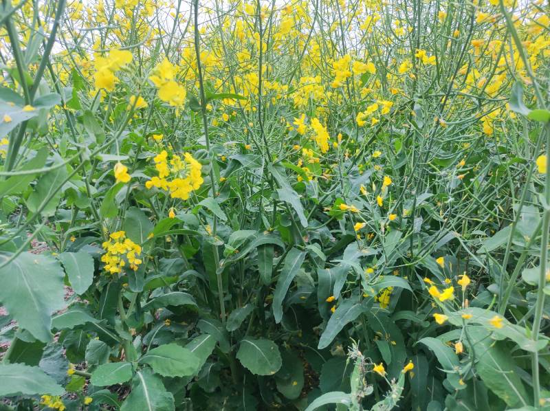 家里房前田间的油菜花坚韧而顽强