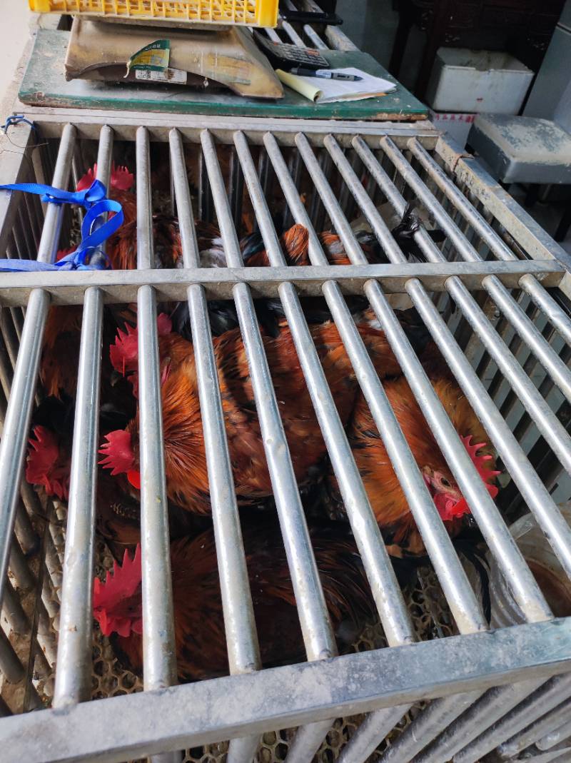 菜市场活鸡，公鸡22元、母鸡18元每斤