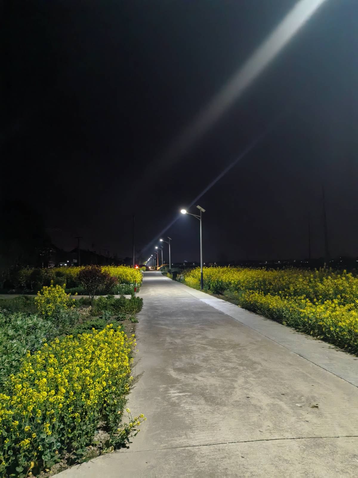 路灯串起小路，照亮老家的夜